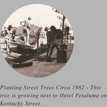 tree planting